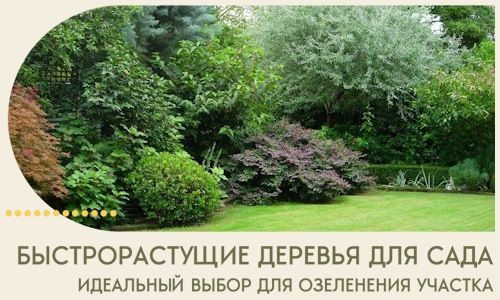 Быстрорастущие деревья для сада идеальный выбор в Шахтах