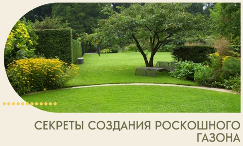 Секреты создания роскошного газона в Шахтах
